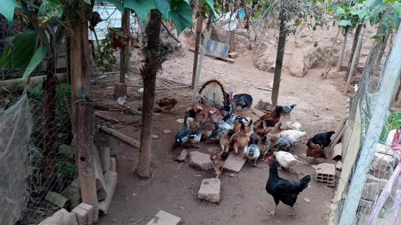 Paraiso Dos Passaros- Chale I Canario Ilhabela Kültér fotó